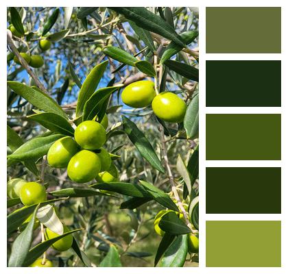 Olive Tree Olives Green Olives Image
